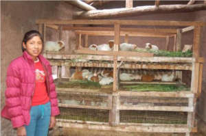 Nelly Ccoa's project - Raising guinea pigs