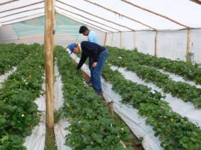 Student Carlos grows strawberries at 4000 masl