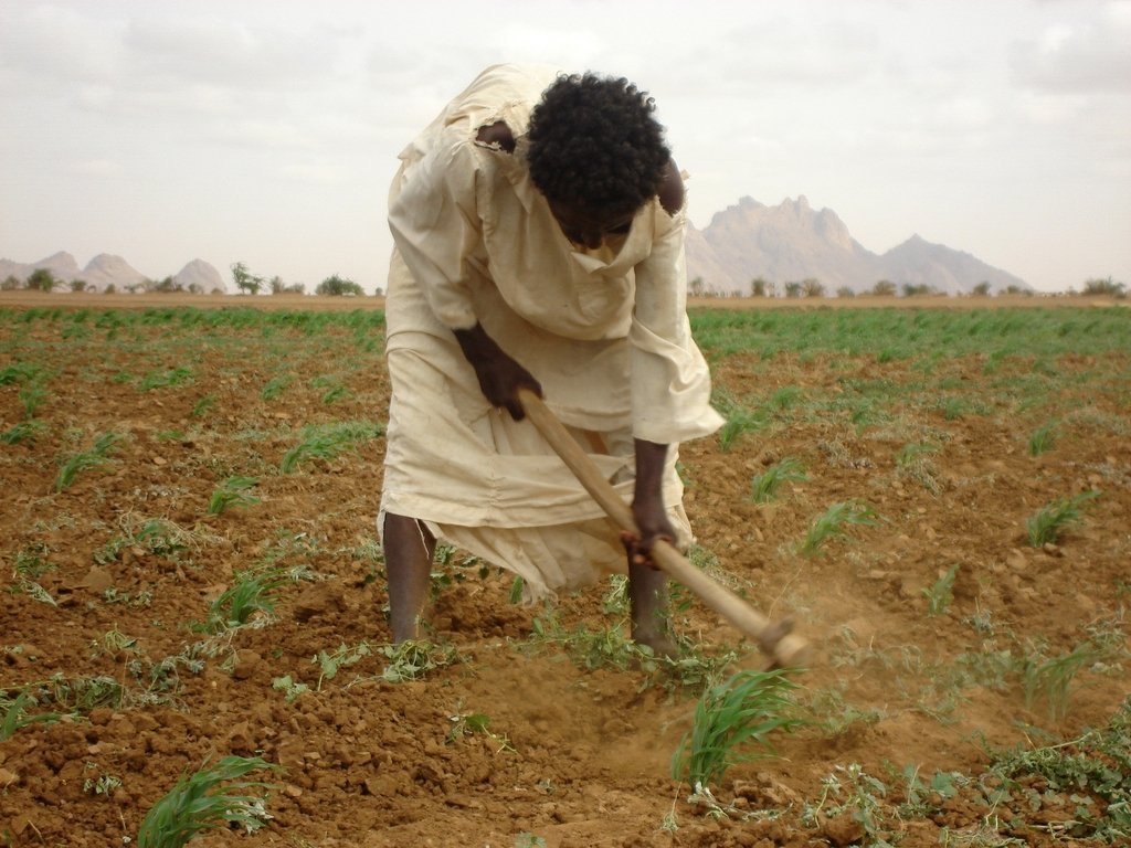 Greening Darfur: transform lives and landscapes