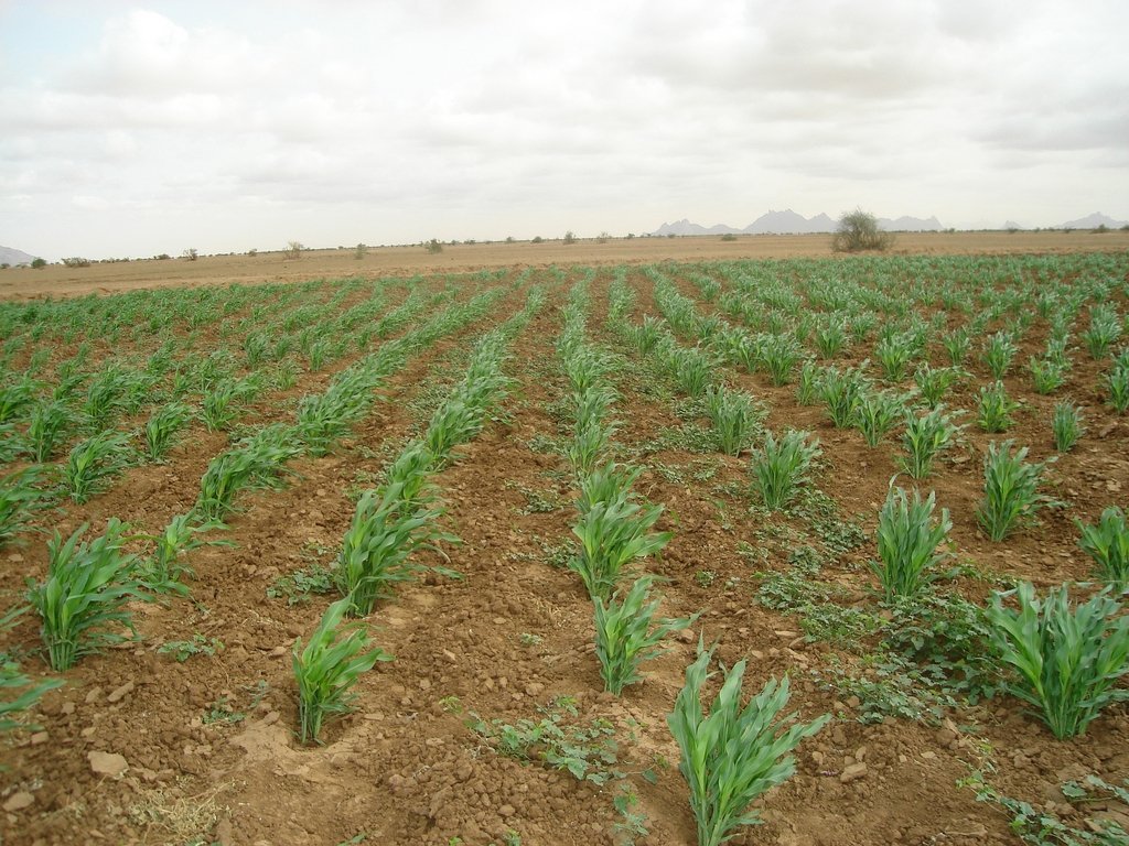 Greening Darfur: transform lives and landscapes