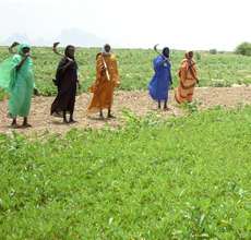 Women are at the heart of 'Greening Darfur'