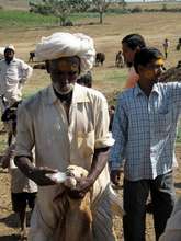 Livestock Vaccinations