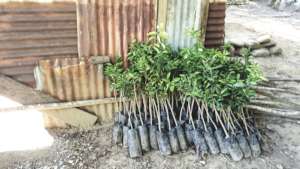 We know more about reforestation.