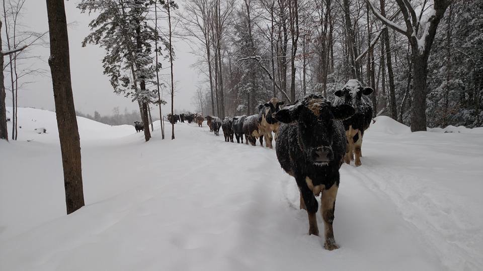Warm Fingers, Toes, Water Bowls... and Hearts