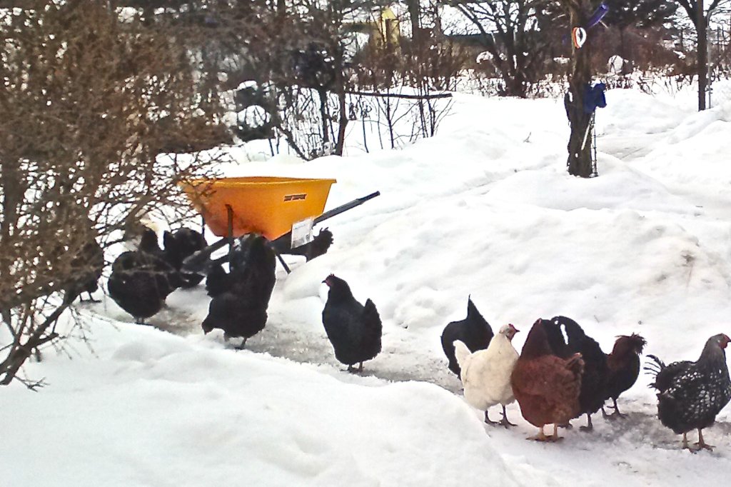 Warm Fingers, Toes, Water Bowls... and Hearts