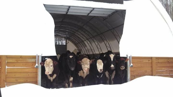 Warm Fingers, Toes, Water Bowls... and Hearts