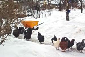 coop cleaning in the snow