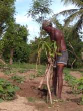 Maintenance work of Trees