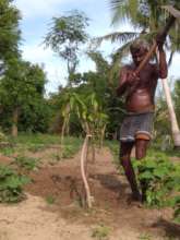 Maintenance work of Trees
