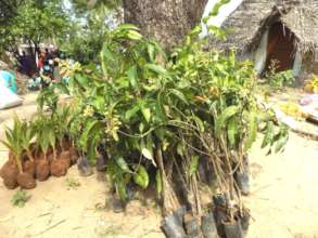 Seedlings for Livelihood for Gaja Cyclone Victims