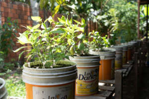 Any bucket is good as a pot