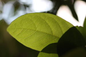 Leaf of mucura (Petiveria alliaceae)