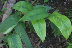 Shimipampana (Maranta arundinacea)
