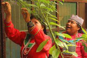 Artisan mothers looking at medicinal plants