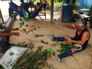 New medicinal plants from a collecting trip