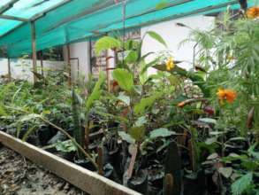 Rao Banabo first plants