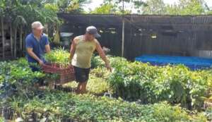 Seedlings on their way to be planted