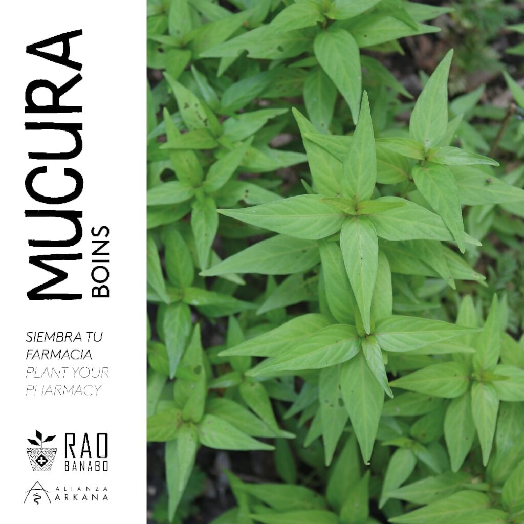 Support Indigenous Medicinal Gardens in the Amazon