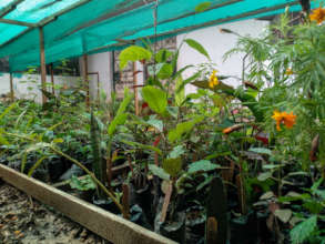 Medicinal garden in urban area