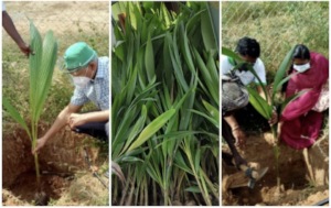 Masked farmers plant coconut saplings