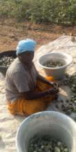 Preparing a brinjal (eggpplant) harvest for sale