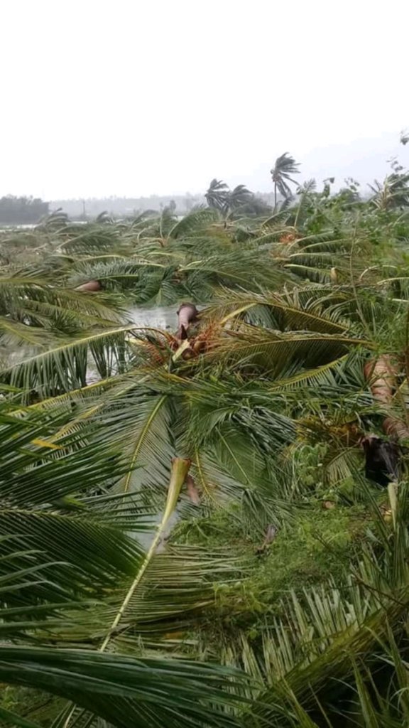 Plant trees for Gaja Cyclone recovery