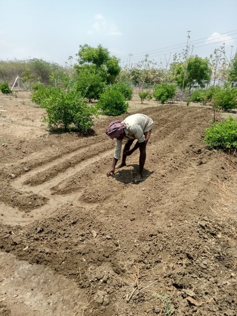 Plant trees for Gaja Cyclone recovery