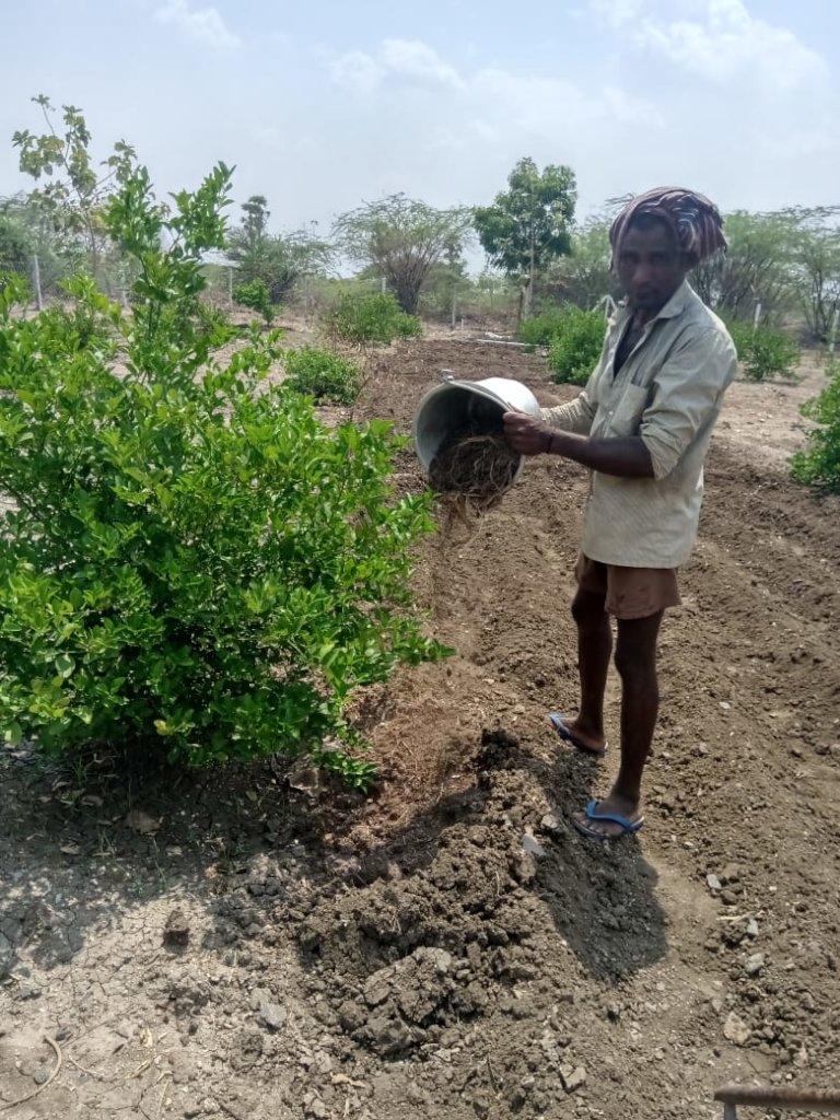 Plant trees for Gaja Cyclone recovery