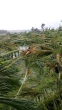 Cocunut farm shattered completely