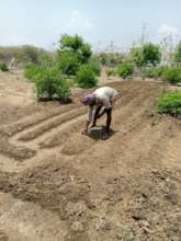 planting
