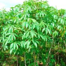 Cassava Project - Vocational Training Center