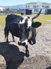 Patricia the Nguni.