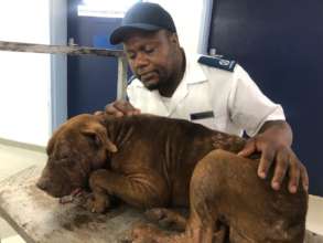 Justice on arrival at our Animal Hospital