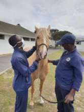 Animal Welfare Nurse JP with Beauford.