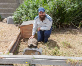 Tortoises often struggle to find water sources