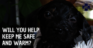 Help save animals in Cape Town this Christmas