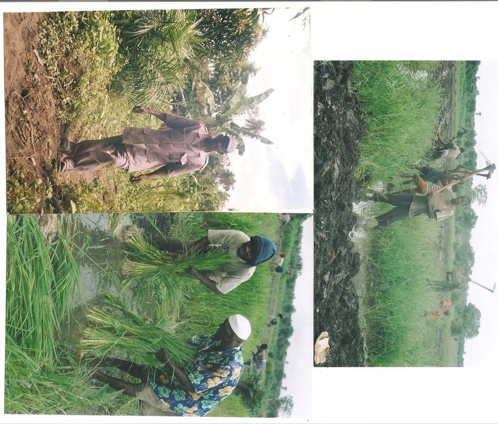 Ensure Food Security for 600 Farm Families