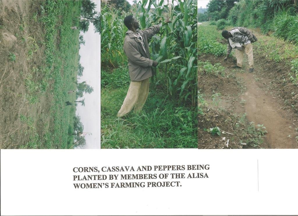 Ensure Food Security for 600 Farm Families