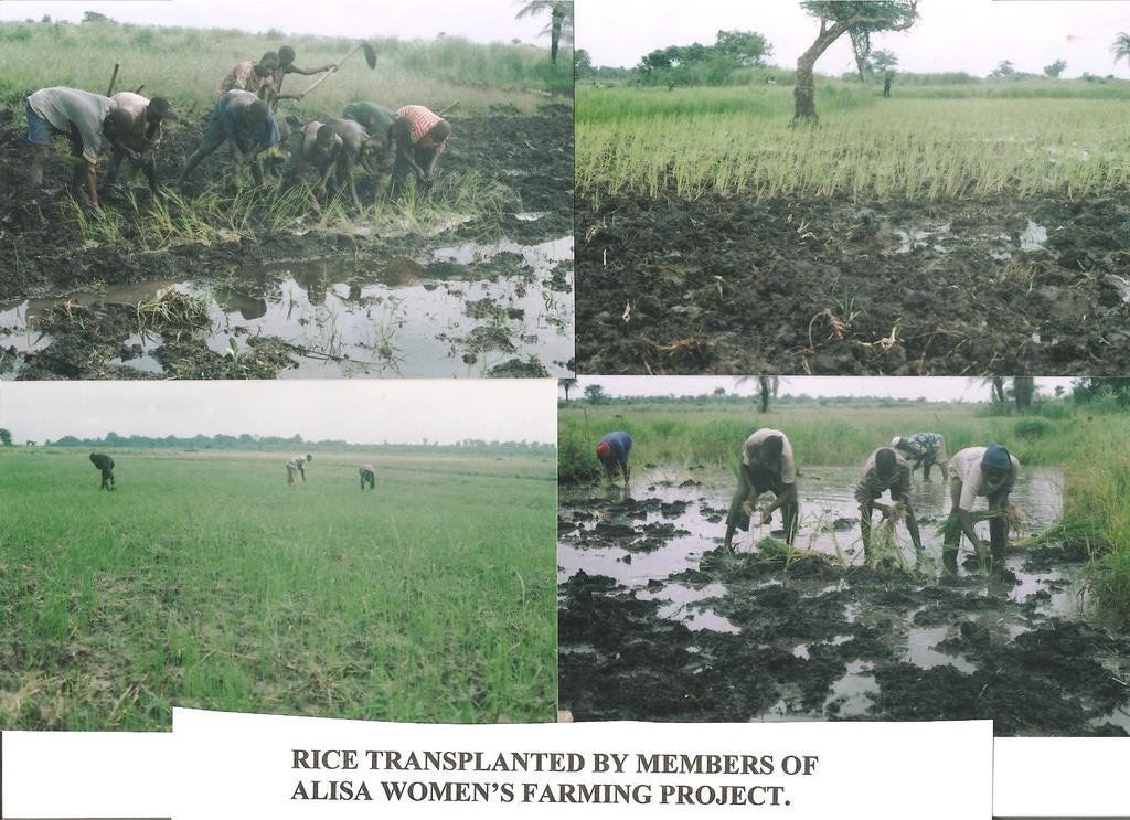 Ensure Food Security for 600 Farm Families