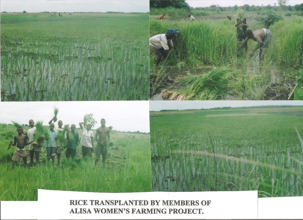 Ensure Food Security for 600 Farm Families