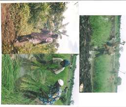 Corn and Cassava planted by Alisa members