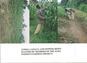 Corn and Cassava planted by members