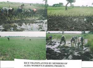 Members transplanting rice