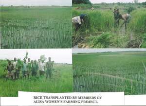 Rice transplanted by members