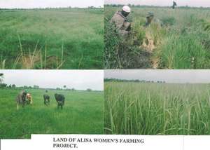 Rice transplanted by members
