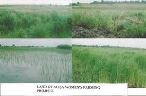 Rice transplanted by members