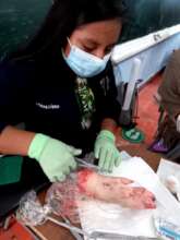 Nursing student practicing sutures