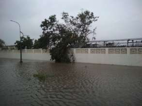 ALL THE TREES FALLEN DOWN