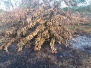 A felled tree at Dahaiyagala