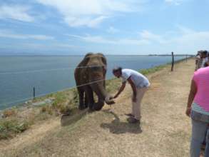 Rambo being fed by tourists
